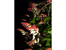 ������ ���� ������