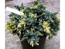 123,2���. ������������ Juniperus squamata Floriant.jpg