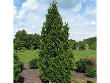106,7���. ��� Thuja occidentalis Spiralis.jpg