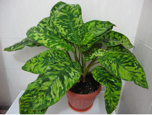 ���������� Camouflage- 250- 350 ���.