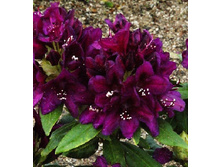 301���. ����������� ��������� �������� ����.jpg