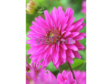 78,3���. �������� �������(�������� ���� �� 1 ��., ����������� ����� 1��.)���16.jpg