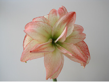 Aphrodite - ��������