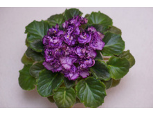 Midnight Twist (�����)