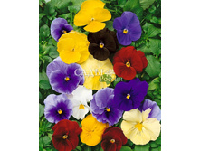 ����� �������� ����� ����� 0,1�� 15.jpg