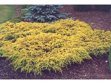 106,7���. ������������ Juniperus communis Depressa Aurea.jpg