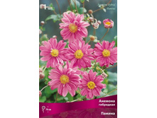 ������� ��������� ������.jpg