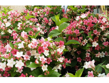 ������� ��������-127