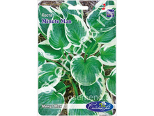 �����	��������	Minute man