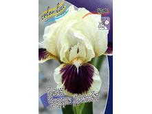 72,1���. ���� (pumila) ���� ����� ������(�������� ���� �� 2 ��., ����������� ����� 1��.).jpg