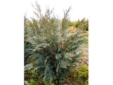 86,9���. ����������� Chamaecyparis lawsoniana Pelts Blue.jpg