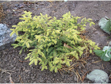 ��� ������������ ����������