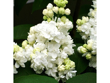 190���. ������ ������������ ����� ������.jpg