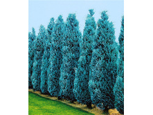 86,9���. ����������� Chamaecyparis lawsoniana Columnaris.jpg
