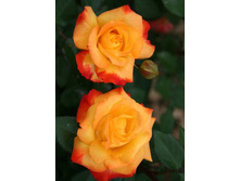 ����� 220���. (����� �������� ��� 6��.).jpg