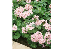 ������ ����� ��������� ���� 4�� 50.jpg