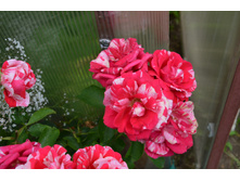 Deep Impression (2).JPG