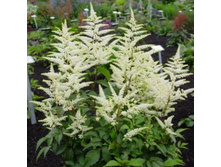 �������� ������� �����������.jpg