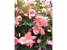 ������� ��������� ������ ����������� ������-����� 10�� 17.jpg