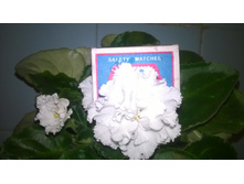 WP 20151017 21 58 20 Pro.jpg