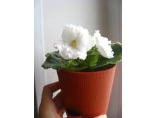 Gillian. ������� ������� � ��������� ������ � ���������- 200 �.