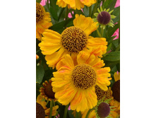 102,1���. �������� ��� ������(�������� ���� �� 1 ��., ����������� ����� 1��.)���16.jpg