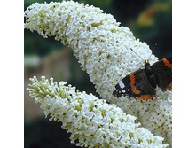 ������ ���� �������� -150