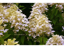 ��������� ��� �������� �9-294�