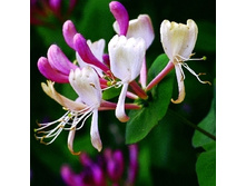 160���. ��������� �������� ����.jpg