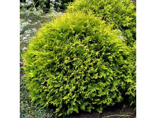 84,7���. ��� Thuja occidentalis Golden Globe.jpg