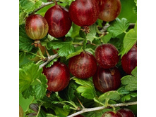 149���. ��������� ���������� ���.jpg