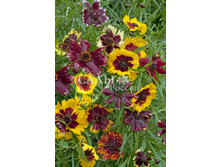 ��������� ������� ����� 10�� 10.jpg