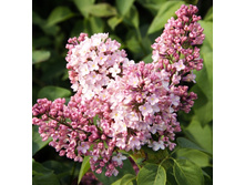 306���. ������ ������������ ���� ������.jpg