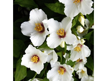 139���. �������� ����� �����.jpg