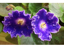 DS-������� �����������