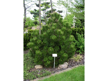 442,2���. ����� Pinus heldreichii Compact Gem.jpg
