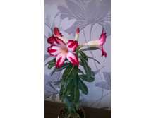 WP 20151001 12 40 50 Pro.jpg