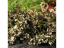 207���. ������� ���� ��� ����.jpg