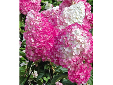 251���. ��������� ����������� ������� �����.jpg