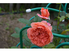 Summer Song (12).JPG