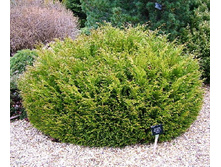 101,2���. ������ Thujopsis dolabrata Nana.jpg