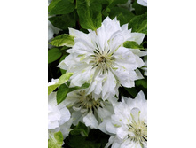 151���. �������� ��������(�������� ���� �� 3 ��., ����������� ����� 1��.).jpg