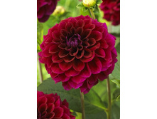 84,8���. �������� ��������(�������� ���� �� 1 ��., ����������� ����� 1��.)���15.jpg