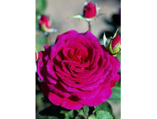 ��� ��� 220���. (����� �������� ��� 10��.).jpg