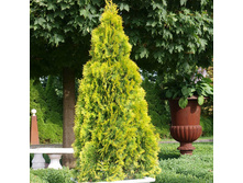 139,7���. ��� Thuja occidentalis Golden Smaragd.jpg