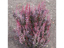 280���. �������� �������� ���� �����.jpg