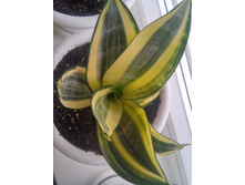 20151025 162142 HDR.jpg