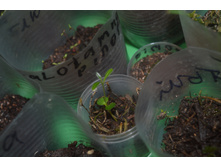 Xanthostemon bracteatus