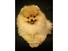 ���� �������� ������