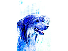 ������ ���ޣ� (������)